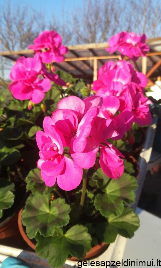 92242334_2708076875957601_4587805171332939776_n