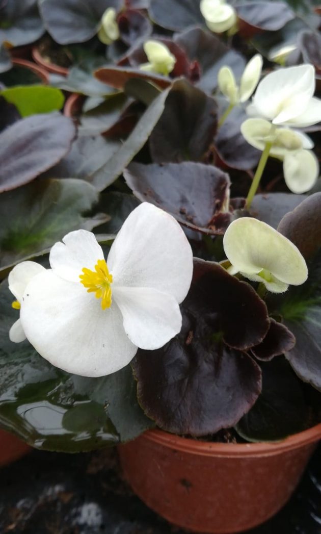 92556054_2563632273912478_6814601592386355200_n (1)