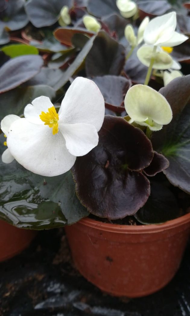 93044583_223087812119864_6244754544257925120_n (1)