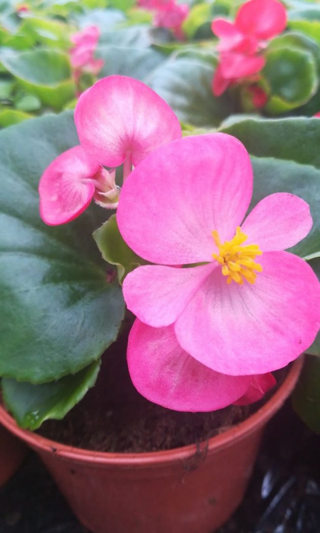 93888748_641741309723492_7162293415634272256_n