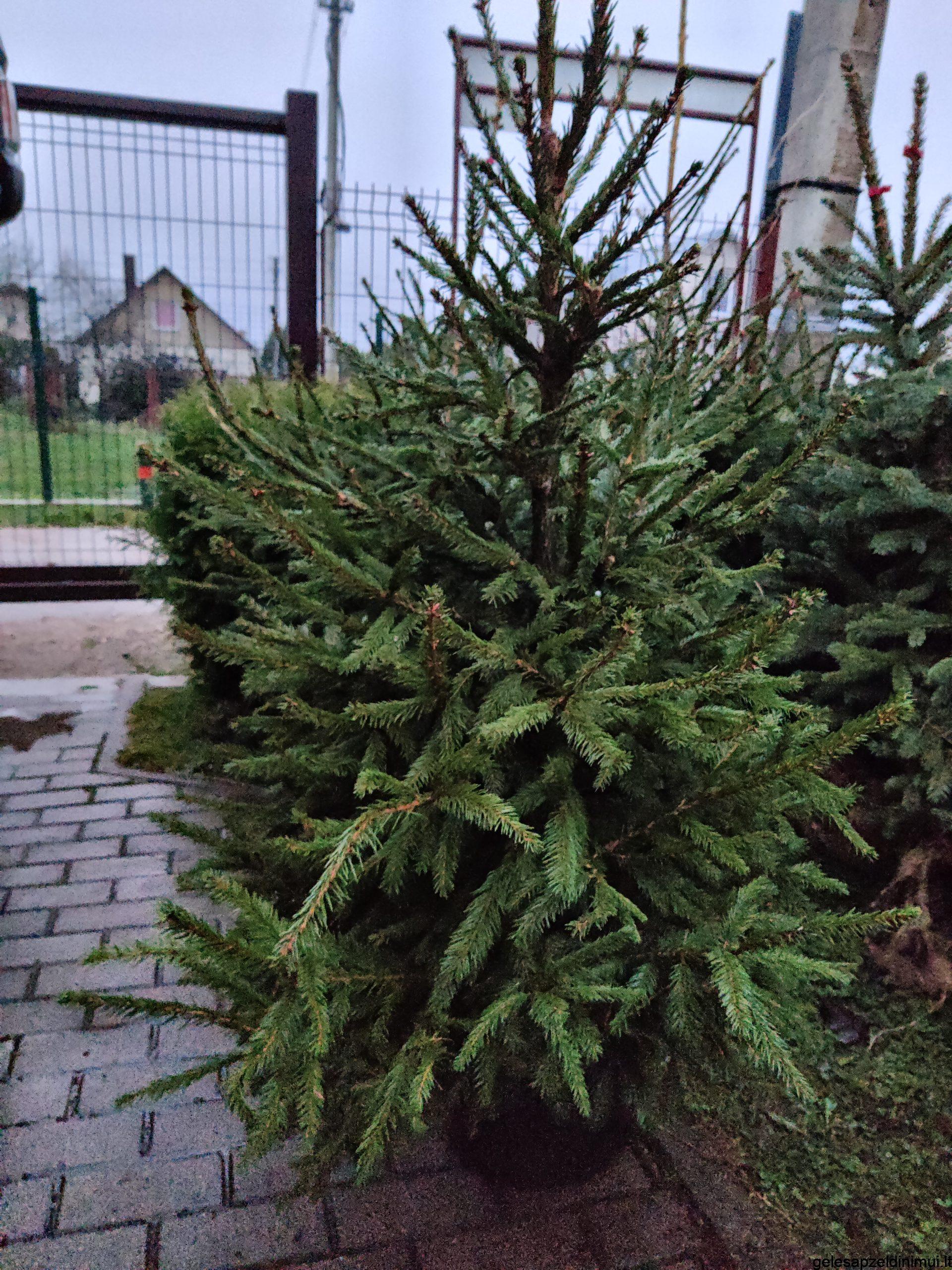 Paprastoji eglė 120-140 cm. - gelesapzeldinimui.lt