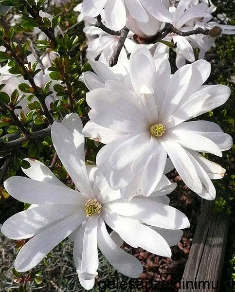 01_50543233335831392d494e3139