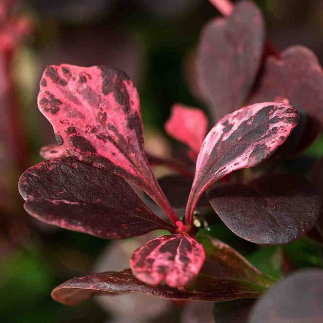 Berberis-Rose-Glow-(Berberis-thunbergii-Harlequin)-Leaf-Close-Up