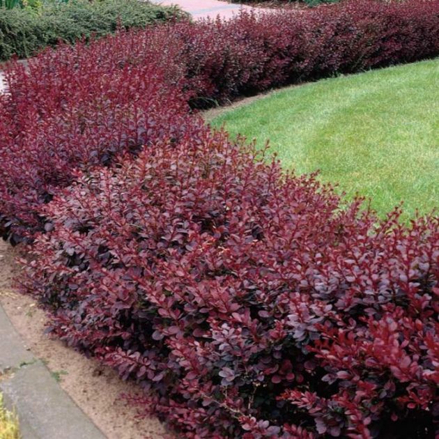 Berberis_Thunbergii_Atropurpurea_Nana_1
