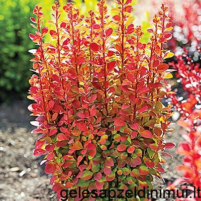 orange-rocket-barberry