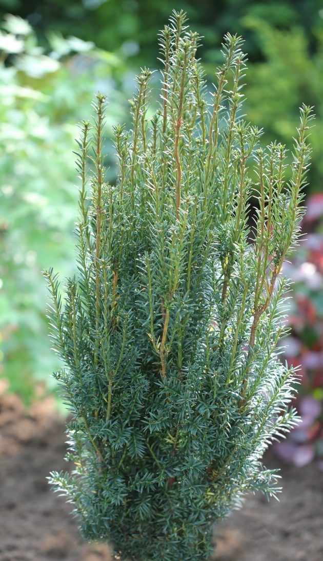 taxus_x_media_hillii_1s1b8719_b.-pim2-bcm