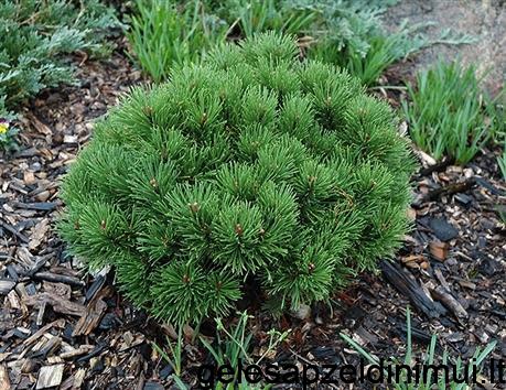 I-Autre-6393_459x459-.net