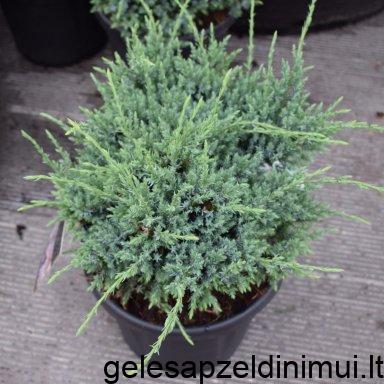 juniperus-squamata-holger-juniperus-squamata-holge