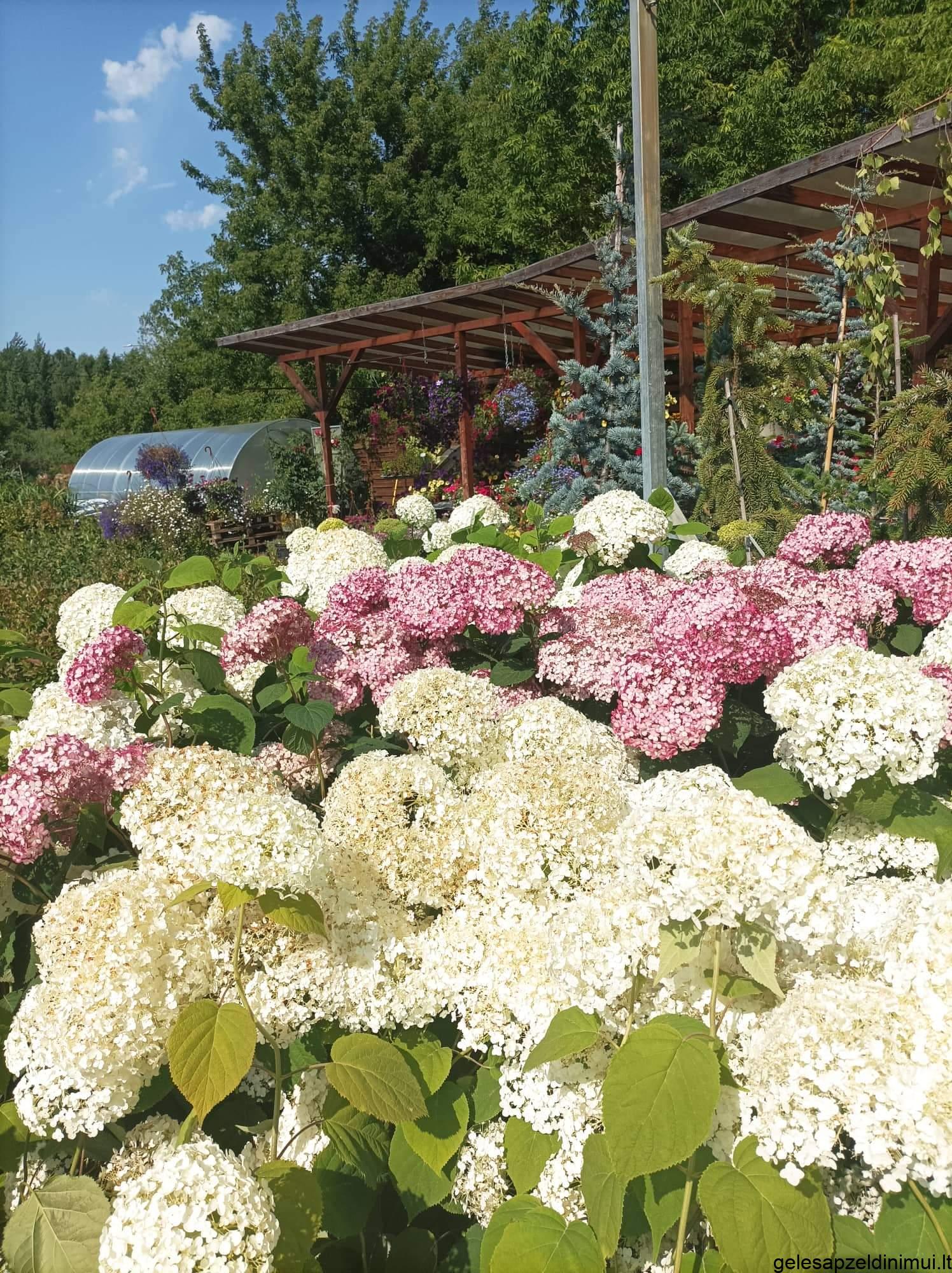 received_1107114876567204