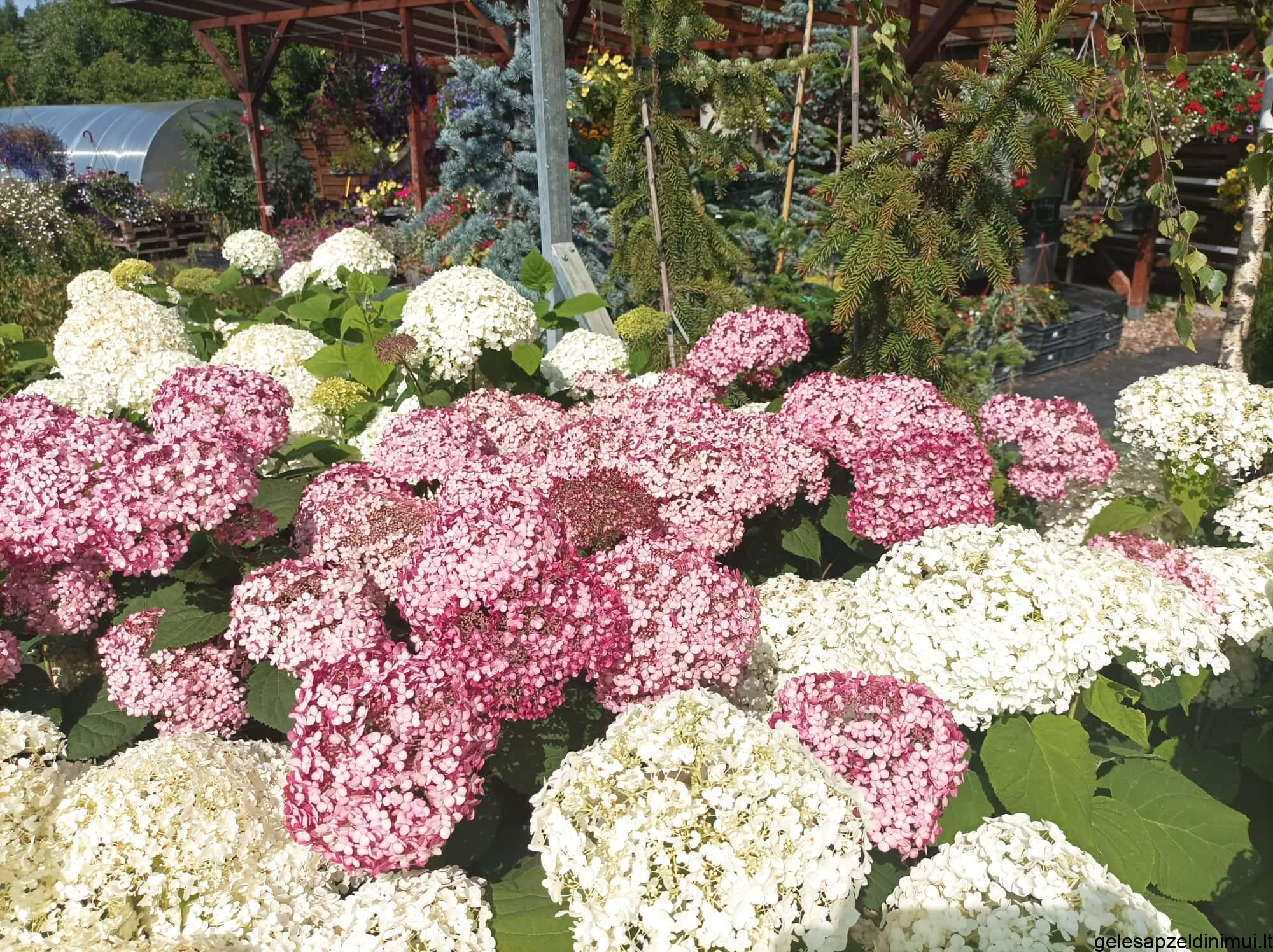 received_593858632261266