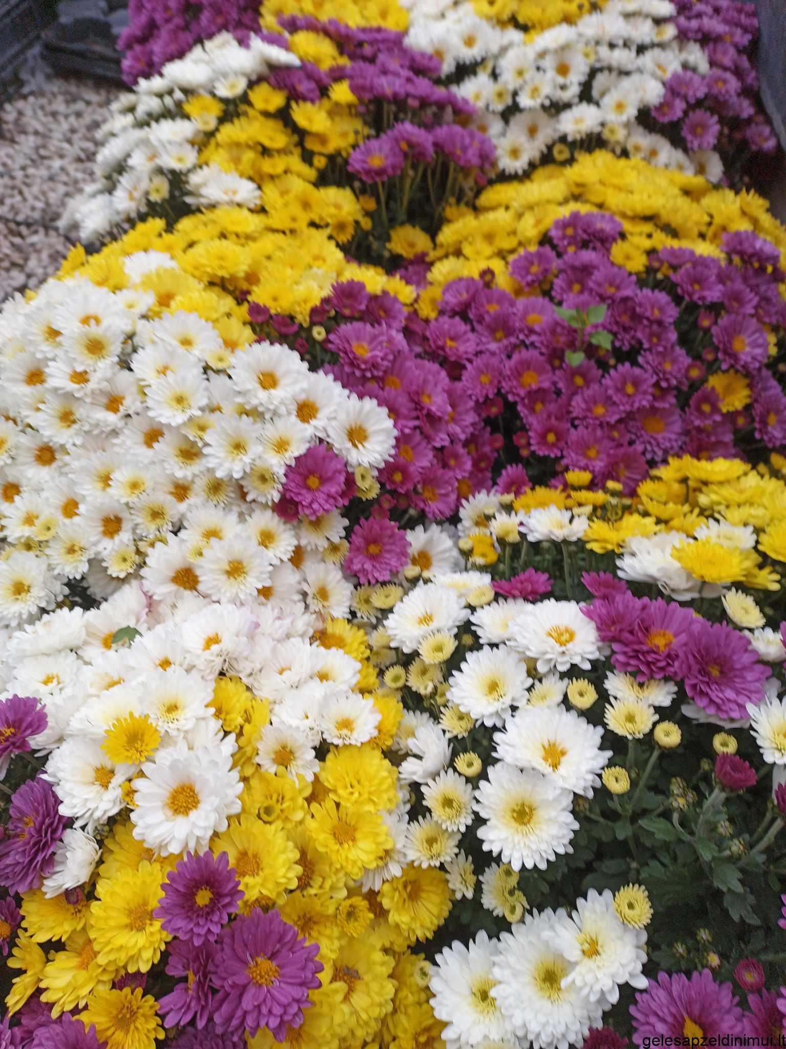 393358205_1081025466217003_4642411787555494909_n