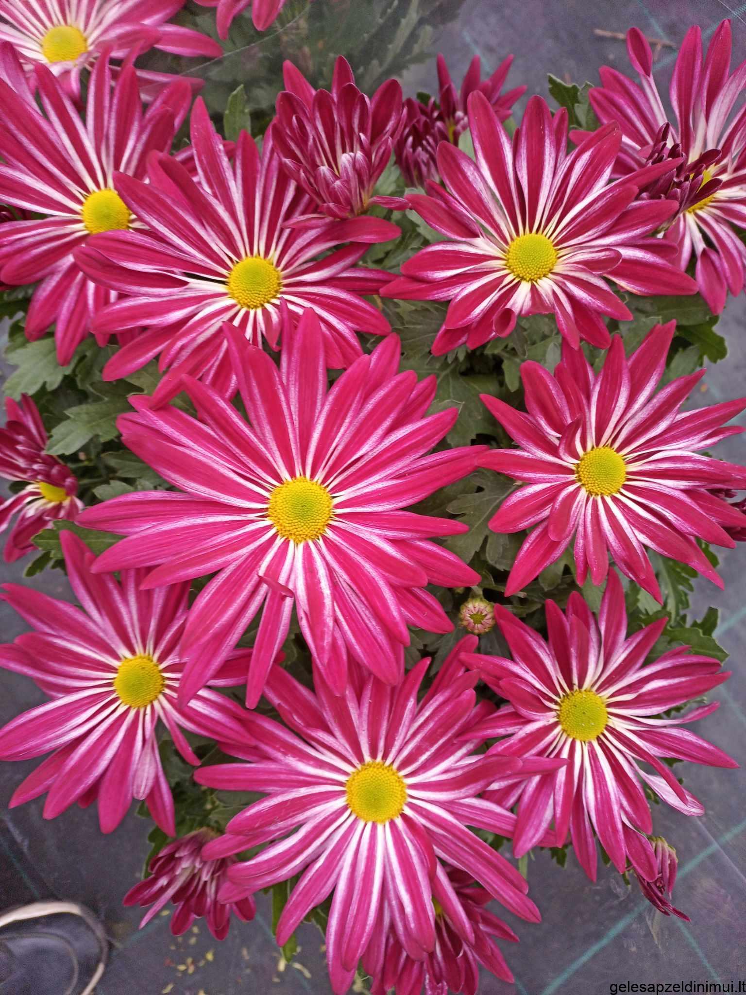 393813216_713951527247519_2860444744469305319_n