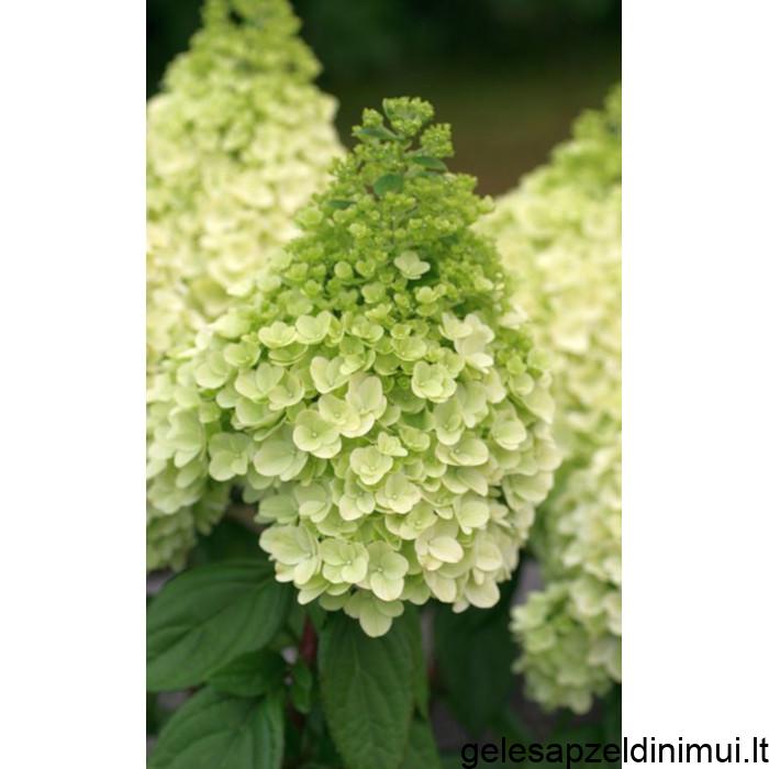 hydrangea-magical-kilimanjaro_1