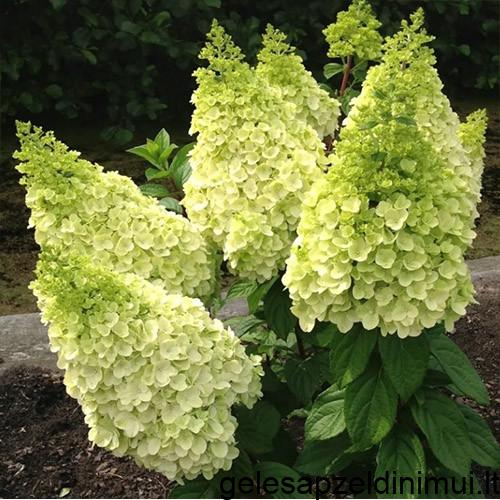 magical-kilimanjaro-500×500